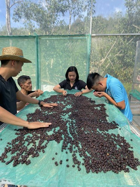 Robusta Green Coffee Beans Dry Processing Method Screen Size 16/18 Single Origin High Quality Export Price – product photo 4, product detail gallery