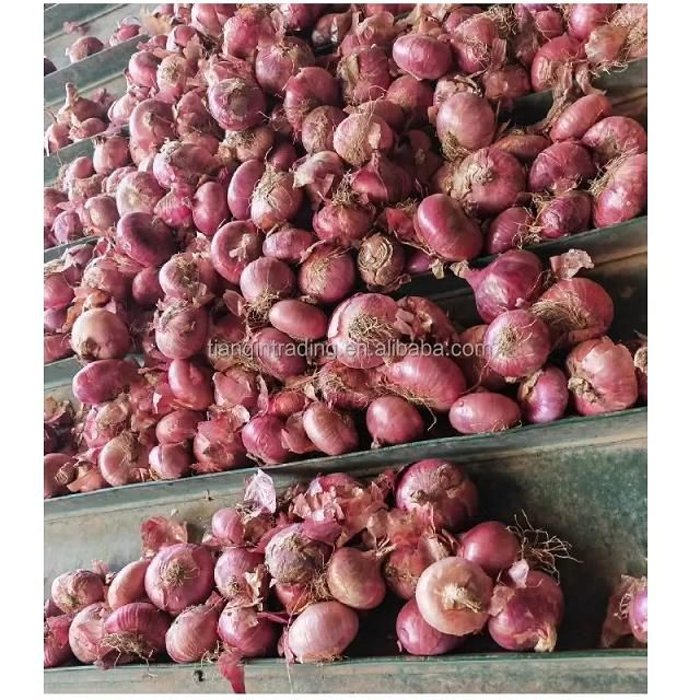 Best Quality Natural Vegetables Best Stock Bulk 100% Fresh farm healthy Onion at Low Prices Wholesale – product photo 2, product detail gallery