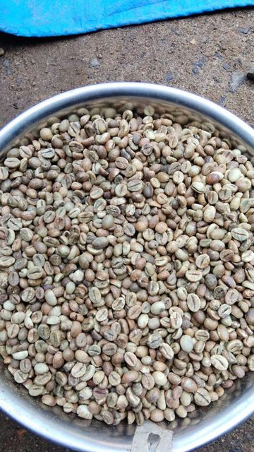 Robusta green beans Decaffeinated No Bean Type Robusta - Image 1