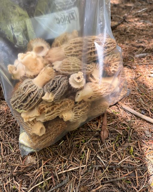 Gutian Specialty Wild Morel Mushrooms Freshly Harvested and Dried Raw Ingredients for Seasonal Soup Wholesale Dropshipping - Image 1