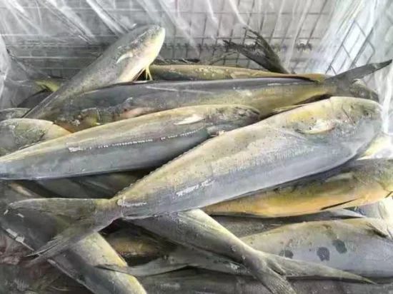 High Quality Frozen Fish Mahi Mahi From Japan MOQ 1*40FCL Style Whole Processing BQF Feature Nature HS Code 03034300 Trademark - Image 1