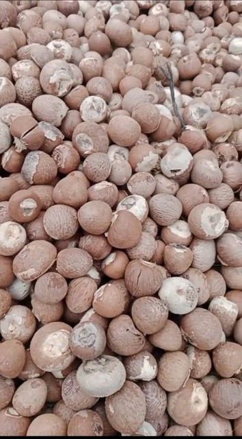 betel nut Packaging 50 kg Certification - Image 4