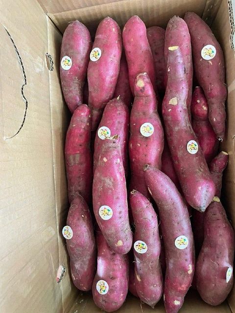 Sweet Potato Flavor Naturally Sweet Texture Smooth And Firm Harvesting Method Harvested At Peak Maturity Nutritional Content Rich In Vitamins, Minerals, And Dietary - Image 4