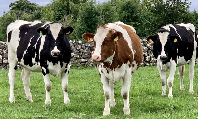 Genuine Holstein Friesian Cows High Quality Dairy Breed Strong Genetics Excellent Health Wholesale Price Offer Available - Image 4