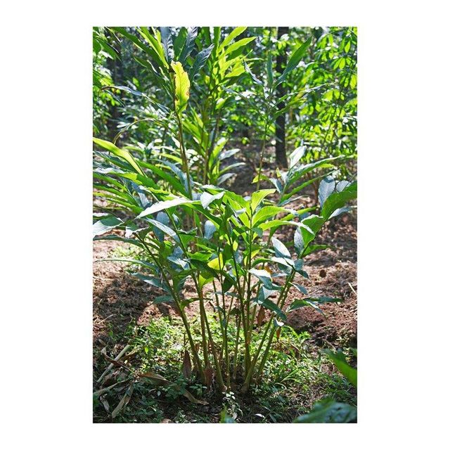 fresh organic green elaichi cardamom pods natural spice for tea desserts sweets baking cooking and wellness drinks with high essential oil content strong fragrance long shelf life and hygienic processing - Image 5