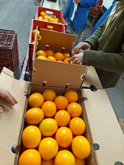 Fresh orange 5% broken - Image 2