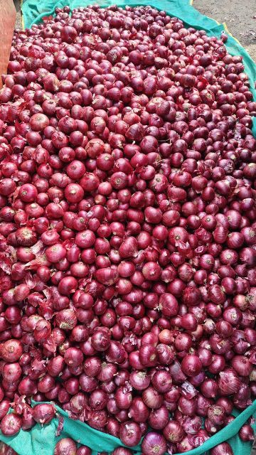 Pink Onion Form Whole - Image 1