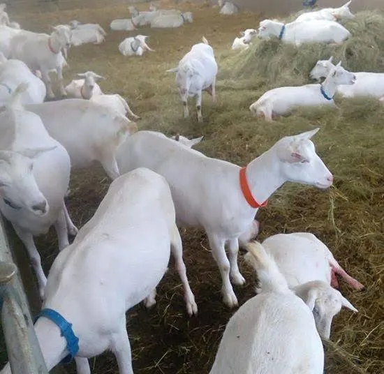 Cheap Top Selling sheep in bulk Saneen / Alpine / Purebred Boer goats at cheapest price Ready For Export Worldwide - Image 5