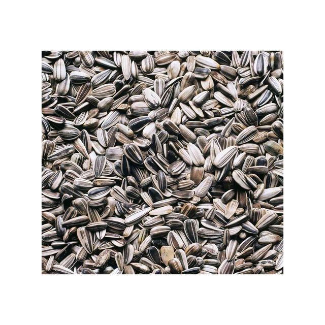 New Crop Organic Dried Black Sunflower Seeds High Quality Raw Wholesale Bird Feed - Image 3