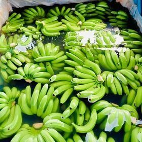 Fresh Green Cavendish Bananas in 13.5kgs Carton Box Grade AA Type Banana Style Fresh Origin Srilanka Model Number Banana - Image 1