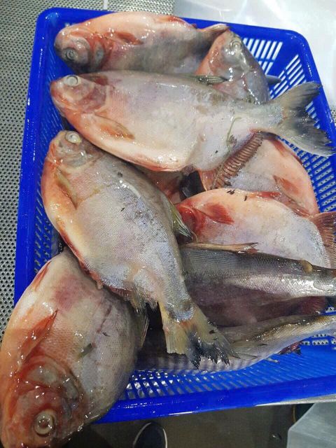 Frozen Red Pomfret - Image 3