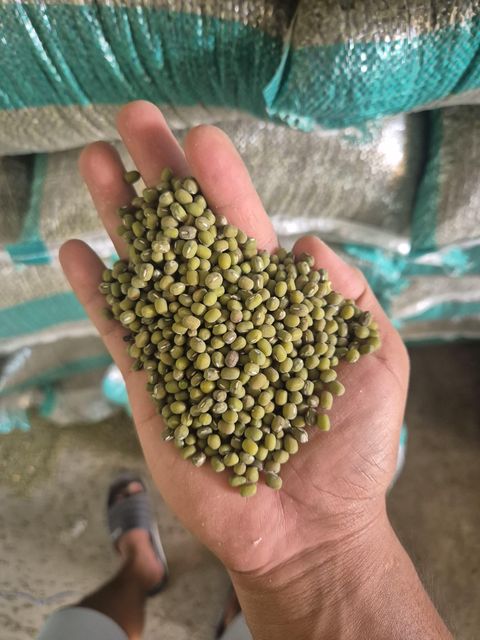 Green Mung bean Premium Quality - Image 4