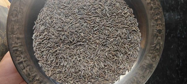 Cumin seeds  Max. Moisture (%) 10% Packaging 30 kg pp - Image 1