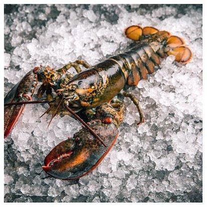 Frozen Rock Lobster / Frozen Lobster Tail / Fresh Live Lobster. - Image 3