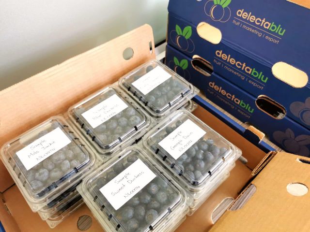 Premium Fresh Blueberries from South Africa for Exports! Class 1 export quality professional packing - Image 6