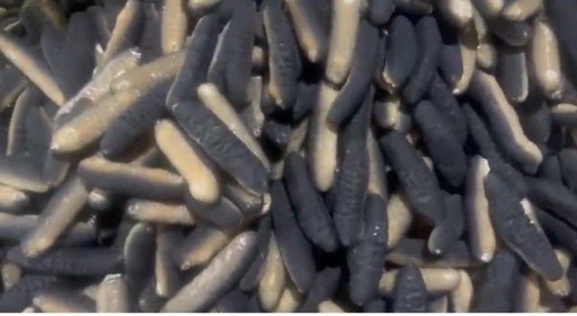 Processed Dried A grade sea cucumber - Image 1