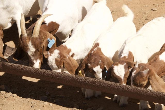 Quality Live Boer Goat Farm Selected Healthy Animals Ready For Commercial Breeding At Cheap Price While Stocks Last - Image 4