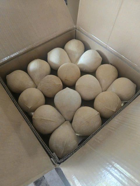 VIETNAMESE FRESH COCONUT – TRIMMED YOUNG COCONUTS | EXPORT-READY - Image 1