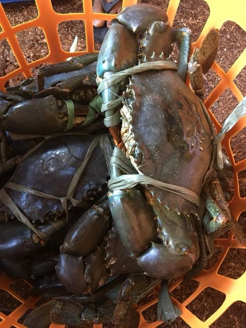 Live Mud Crab Ready for sale - Image 1
