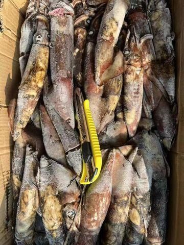 Cheap Frozen Indian Squid China Frozen Squid - Image 1