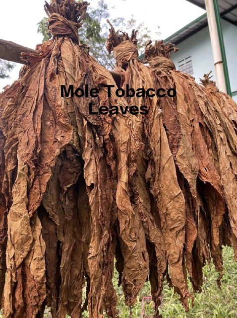 Premium Virginia Tobacco Leaves - Image 3