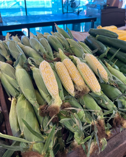 Enjoy Natural Fresh Harvest Farm Fresh Corn Cobs 10kg Export Box For Sale - Image 1