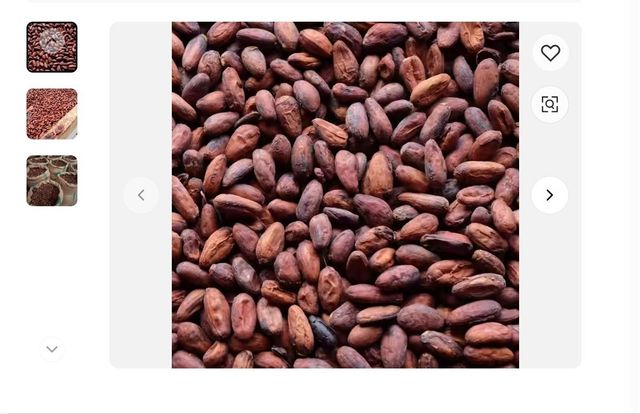 Cocoa dried beans - Image 1