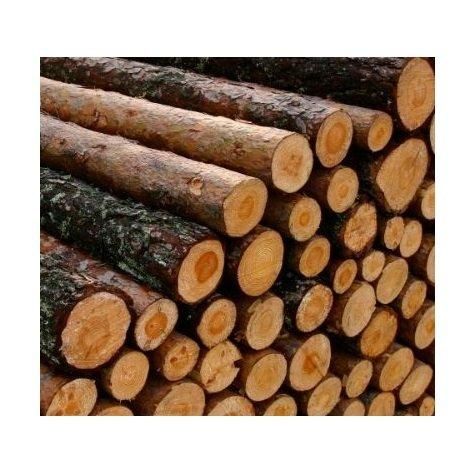Cheap wood logs, Pine Wood Logs And Timber wood Logs For sale - Image 4