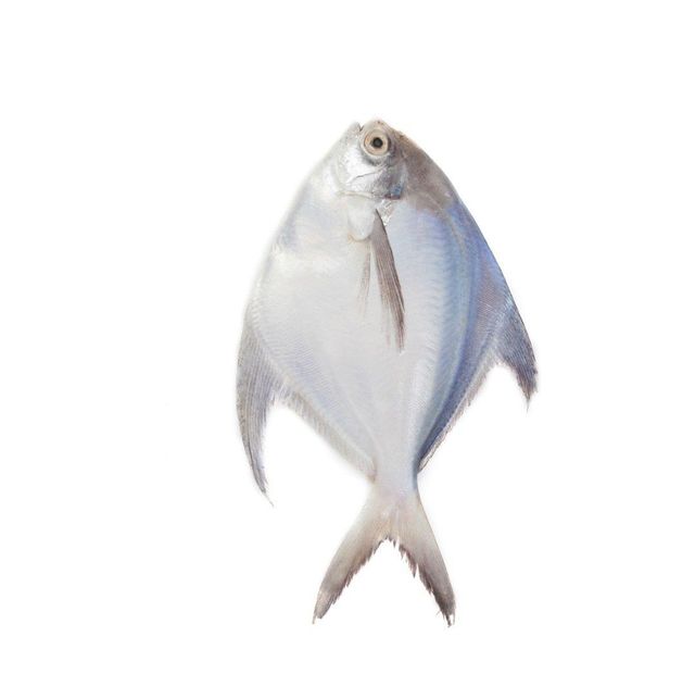 Frozen Silver White Pomfret Whole Fish For Sale Cut Other Freshness Level Frozen Degree of Processing Other Features No Artificial Flavors, No Preservatives, Organic - Image 4