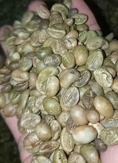 Robusta coffee beans - Image 5