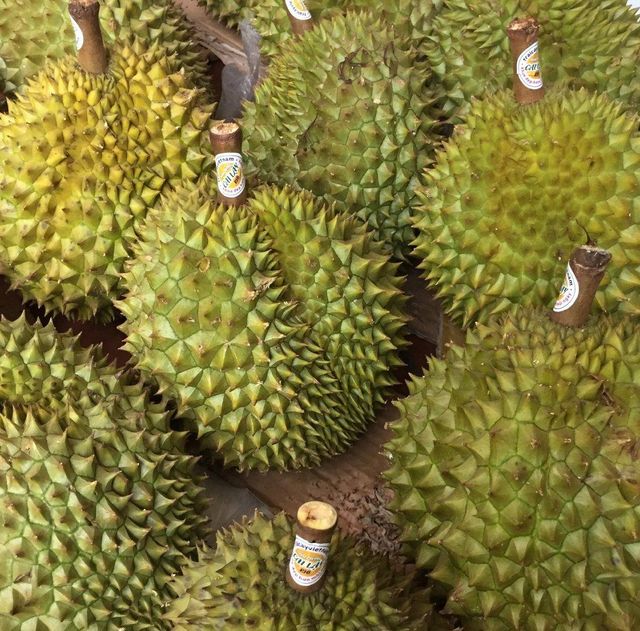 Wholesale Durian fruit PRICE OF WHOLE FROZEN DURIAN Frozen With Unique Taste Smell King Of Fruits Origin Vietnam - Image 4