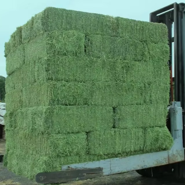 Premium Quality Fresh Alfalfa Hay Available For Sale Alfalfa Hay Packed And Delivered Safely In Bulk Quantities - Image 5