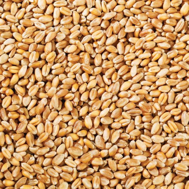 Natural Durum Wheat Grain With Golden Color Wheat Texture For Industrial Milling And Wholesale Export - Image 3