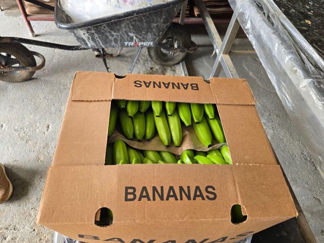 Fresh Green Cavendish Banana - Image 4