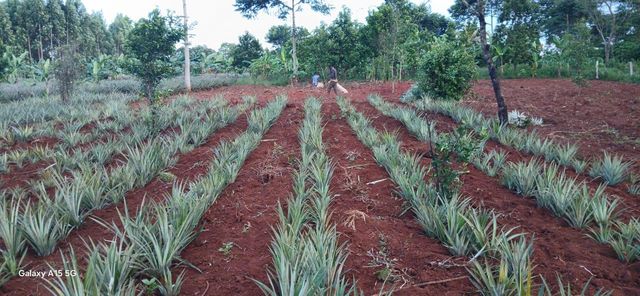 Fresh Pineapple - Image 1