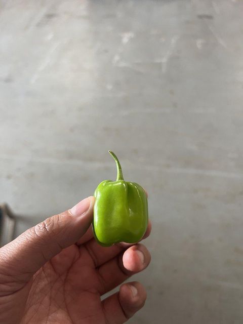 PEPPER HABANERO - Image 5