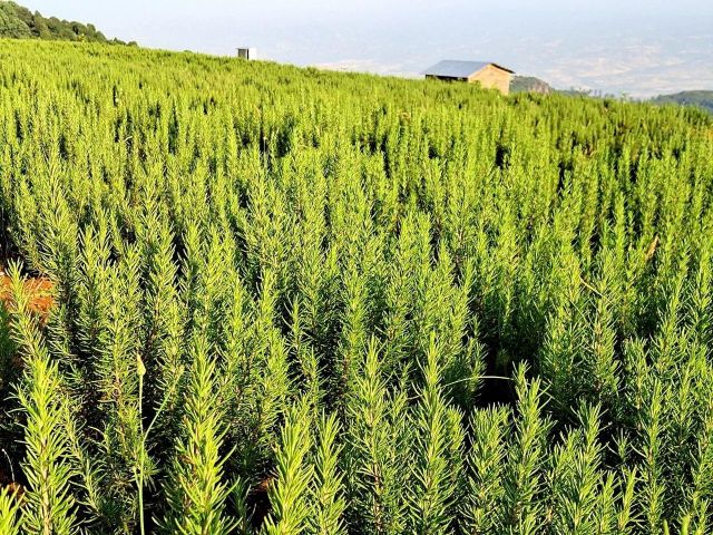 Fresh Rosemary Essential Oils Content Rich Farming Practice Sustainable Aroma Natural Pine-like Fragrance Harvest Method Harvested At Peak - Image 3