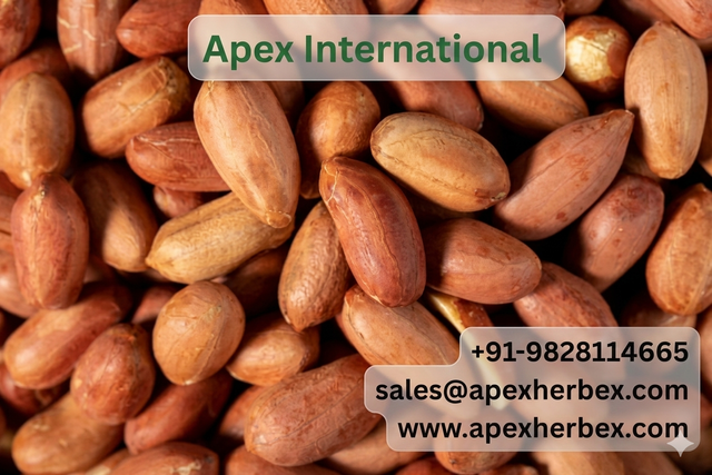 Bold Peanut 5060, Bold Peanut 50 60,Bold Peanuts Kernels, Bold Peanut, Indian Bold Peanut, Indian Bold Peanuts, Peanuts Kernels, Peanut With Shell,Peanuts, Indian Peanut, Peanut, Peanuts, Arachis hypogaea, Bold Peanut Supplier From India. - Image 1