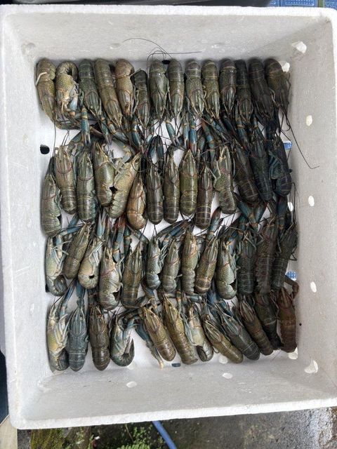 Red claw crayfish Origin Indonesia Price M ($65), L ($100) Size Range M (4-6 Inch), L (8-10 - Image 1