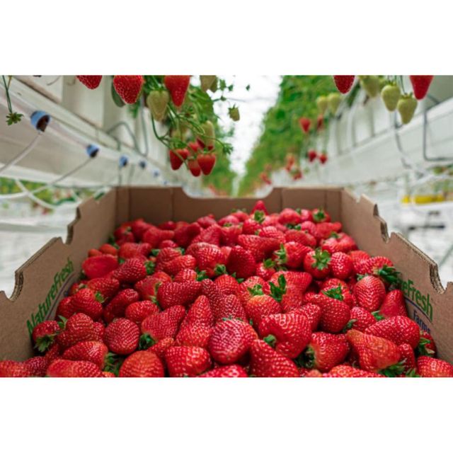 High Quality Fresh Strawberry Big Size Tasting Wholesale Clean Sweet Strawberry - Image 3