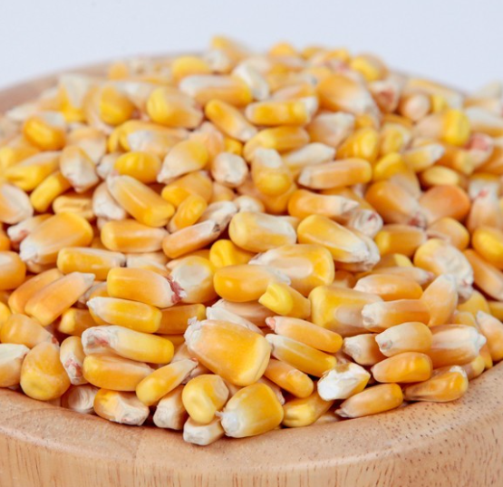 Top Selling Non GMO Yellow Maize Corn/ White Corn & White Corn/Air Dried Yellow Maize Corn for Sale - Image 4