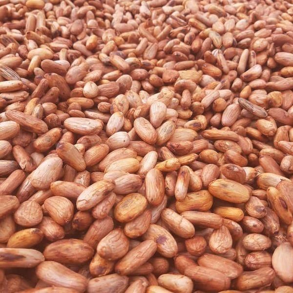 Best Quality Supplier Cocoa Bean for Sale in Cheap Price Whatsap +255787979235 - Image 4