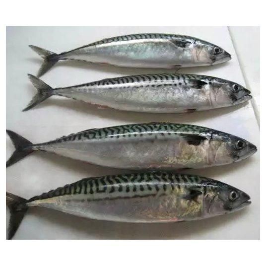 Wholesale seafood delicious fresh fish frozen tunny tuna fish - Image 5