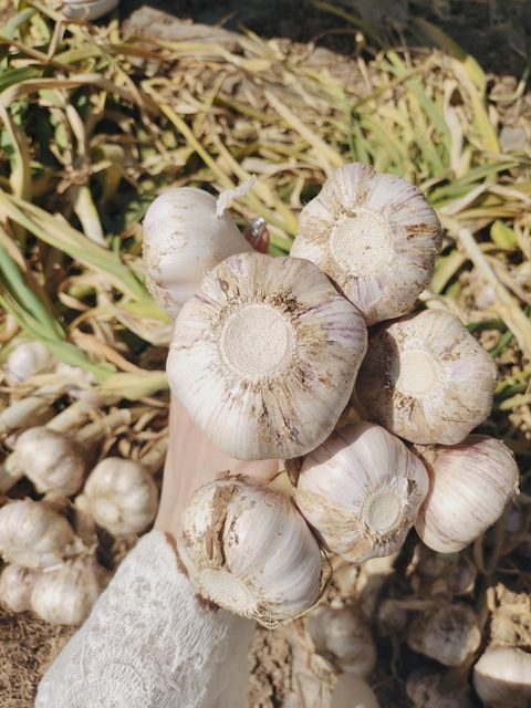 2026 New Garlic Hot Sale Top Grade Fresh Garlic,4.5cm-6cm, High Quality Normal White Garlic Export Wholesale - Image 5