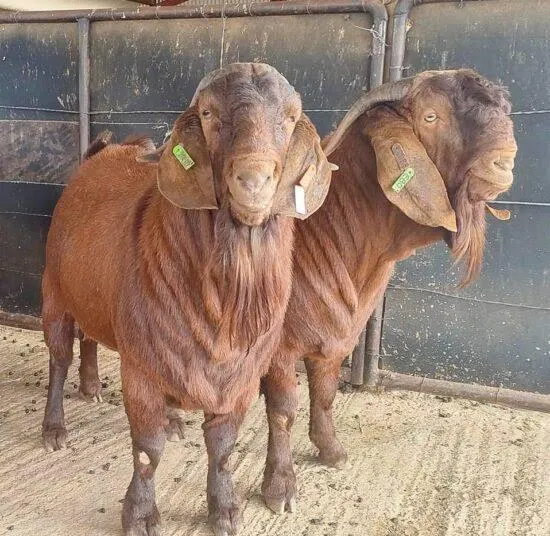 Wholesale Kalahari Goats Superior Meat Breed Goats for Sustainable Livestock For Bulk Export Worldwide - Image 3