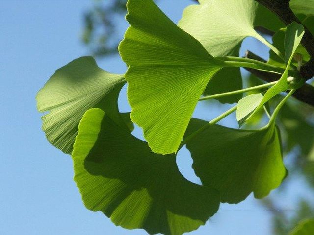 High Quality Ginkgo Biloba Extract Powder 24% Content Manufacturer Flavonoids Supplement Ginkgo Biloba Extract Powder - Image 3