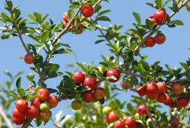 Organic Acerola Extract Powder up to 30% Vitamin C Shelf Life 2 years Drying Process Spray Drying Processing Method Spray Drying - Image 3