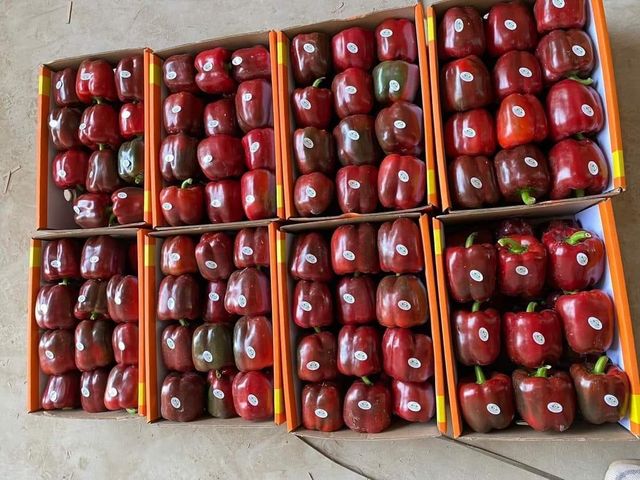 Potatoes , onions , garlic , grapes , mango , lots of pepper ( bell peppers, yellow peppers ,cayenne  peppers ) - Image 12