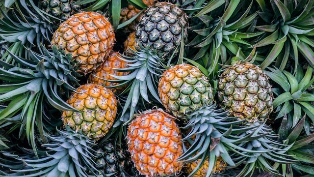Fresh Pineapple - Image 5