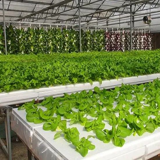Nft Hydroponics System Designed for Fast Growing Asian Leafy Vegetable Crops - Image 6